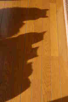 Liian myöhäistä paeta ikkunasta >:3