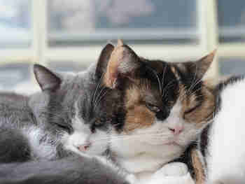 Bosgi vasten bosgea börh börh :3