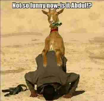 kosto on suloinen 8)