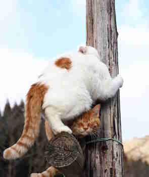 Puun ja börheän välissä :3