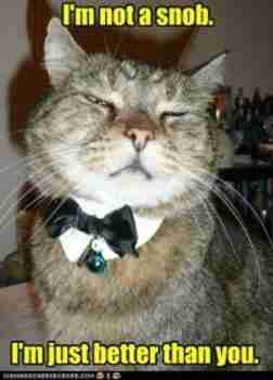 Snob Cat