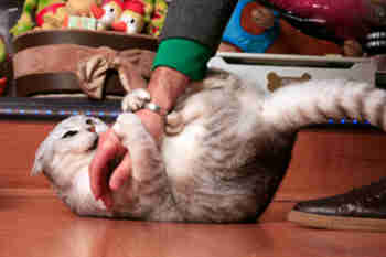 Hahaa, behmoisa masu olikin ansa >:3