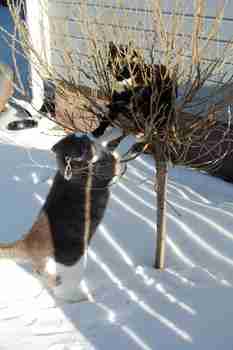 Minun risupensas >:3