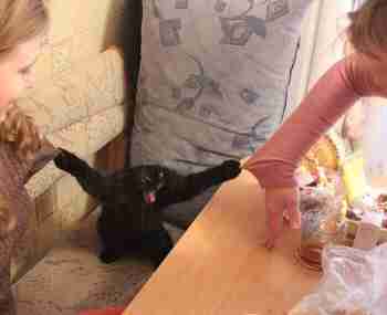 Villapaidat tänne saatana!