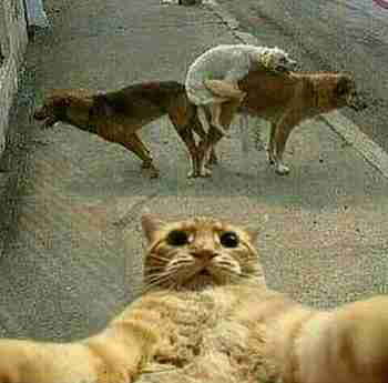 voi koira minkä teit