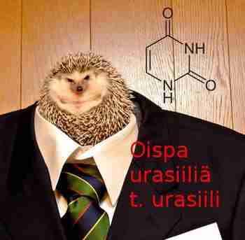 Career Hedgehog