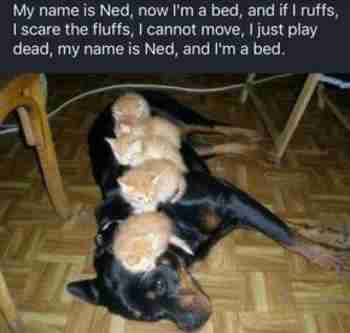 Kiltin koiron rötväysruno :3