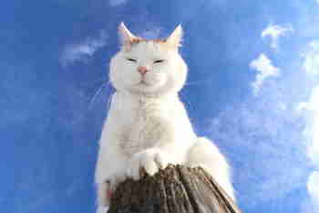 Otan nyt vastaan anomuksianne :3