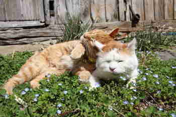 Kevätbörhiäiset :3