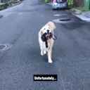 Koira kävelyttää omaan tahtiin