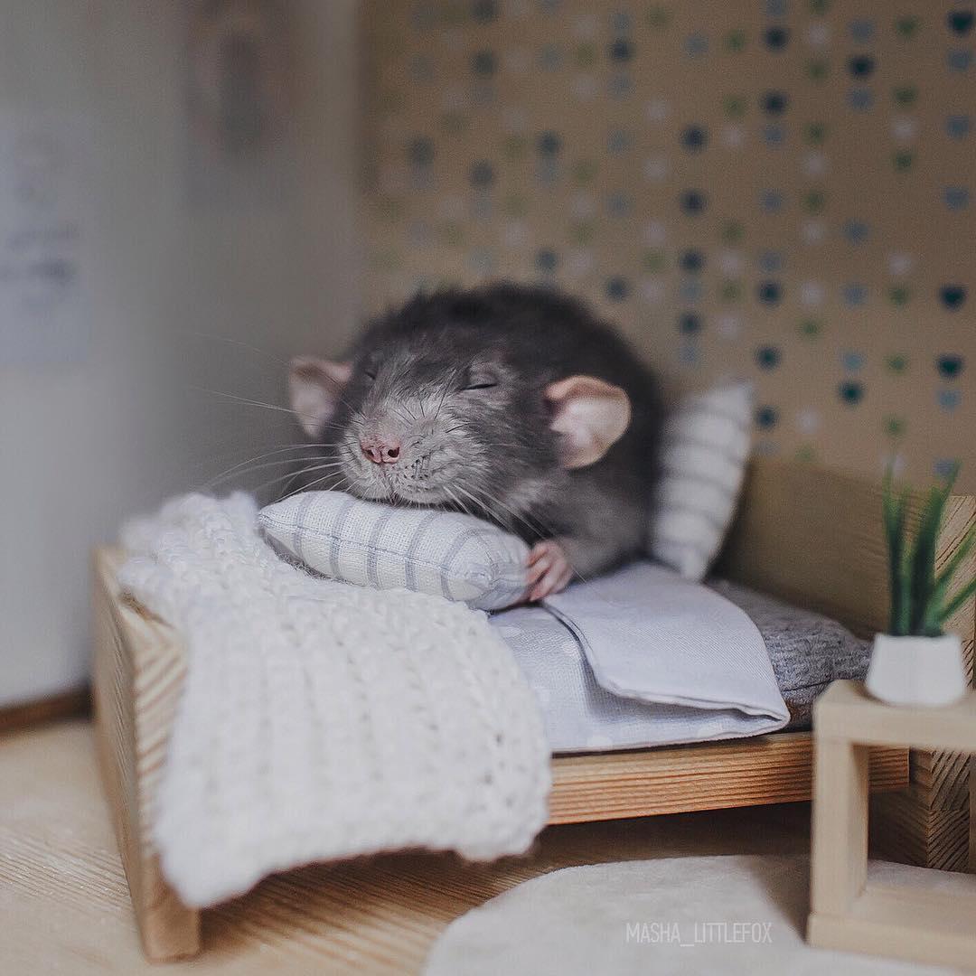 Серая крыса во сне