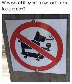 Cool dog