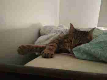 Saanko nuggua hieman pitempään?