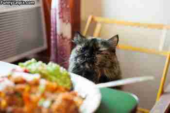 Kelvatkoon nyt sitten >:3