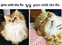 Erilaiset flunssat performed by cats