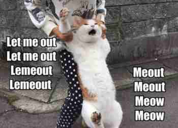 Mortti kotosalla ;___;