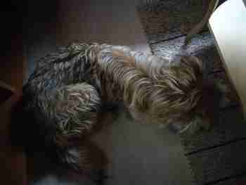 luolaston käyttäjien leijonat.