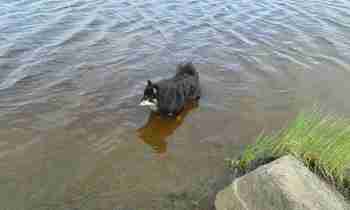 Lapin neito juhannus uinnilla