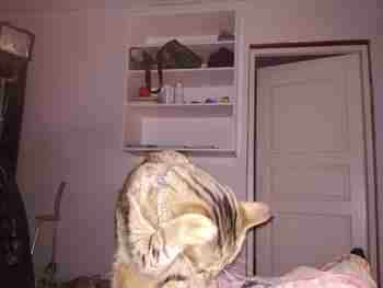 Näin pestään korvantaus