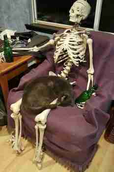 Dat feel kun kissa nukahtaa syliin ja ei henno herättää