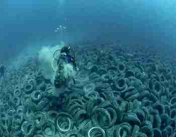 Uusi korallilaji ilmestynyt