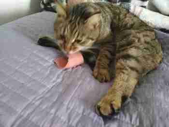 Bödkatti aktivoituu