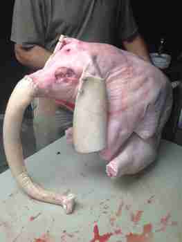 hyvinvointini on kyseenalainen t. norsu