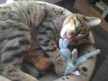 Näin taltutetaan mustekalapupu