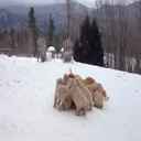 Eläinkunnan diabetesisku