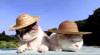 Ei hatuta yhtään tasapainoisesti köllötellessä