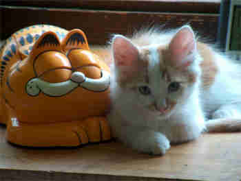 Karvinen ja börhinen