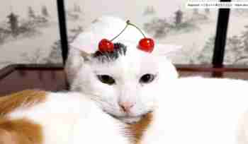 Kirsikka börhkakun päällä :3