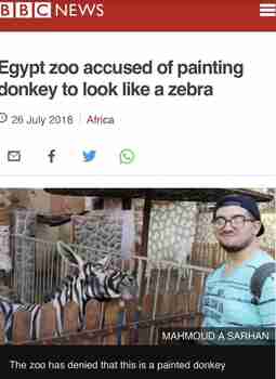 Tämä on seepra. uskokaa nyt!