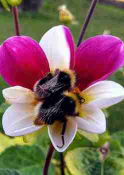 Luvatonta kuhnuriromanssia