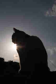 Auringonbörhennys :3