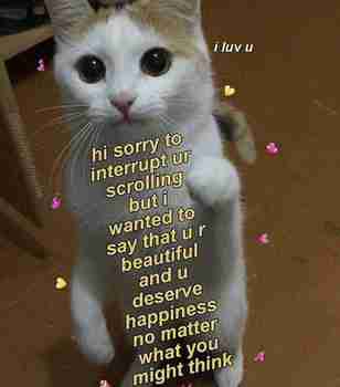 Kisu keskeyttää <3