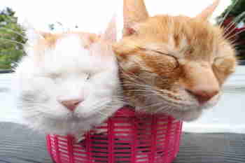 Tasapainoiset mittasuhteet :3