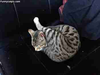 Köllötteleviä kisuja