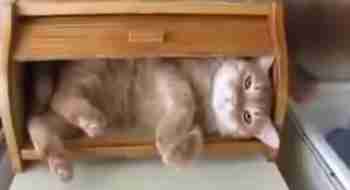 Hätä-kissa leipälaatikossa