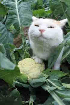 "Hyvä tuoksu, mutta kokeilkaapa keitettyä kukkakaalia!&