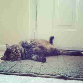 "Hyvää työpäivää huumon! Nauti!" ;3