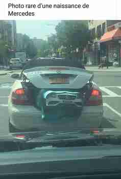 Harvinainen valokuva Mersun syntymästä