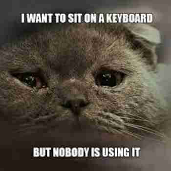 1st World Cat Problems