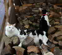 Tämä on halkopino. - No niin ilmeisesti on. :3