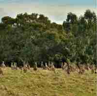 Kenguru sukulaisineen ja ystävineen