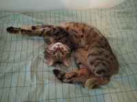 Kellotan juuri sinua <3