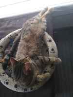 Ikkunaa taputtelen tassuilla