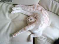 Lokoisa göllöttelyasento