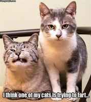 Börh Finds a Way - An Assortment