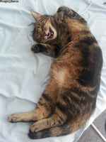 Näki iloista unta :3